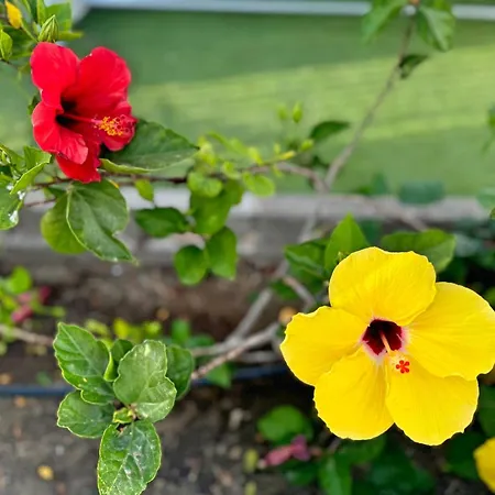 Hibiscus Holiday home *
